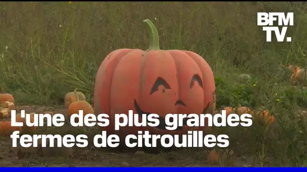 L'une des plus grandes fermes de citrouilles du Royaume-Uni