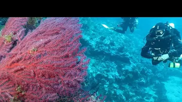 Quels sont les effets à long terme des vagues de chaleur marine ?