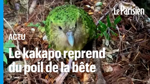 L'incroyable renaissance du kakapo en Nouvelle-Zélande