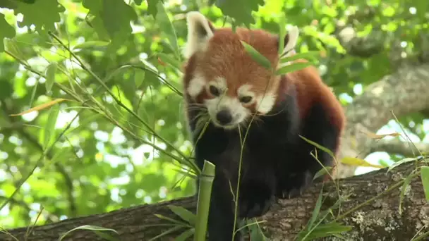 Obtere (Indre) : réouverture du parc animalier de la Haute-Touche après le confinement