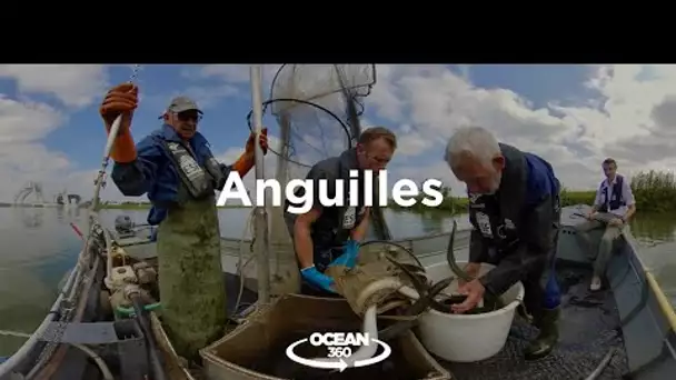 Découvrez à 360° la mobilisation pour sauver les anguilles européennes