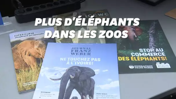 La vente d'éléphants pour la captivité est désormais interdite