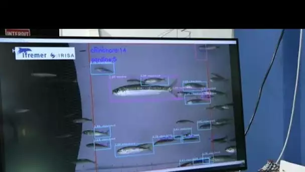 Des filets de pêche intelligents pour réduire les captures inutiles