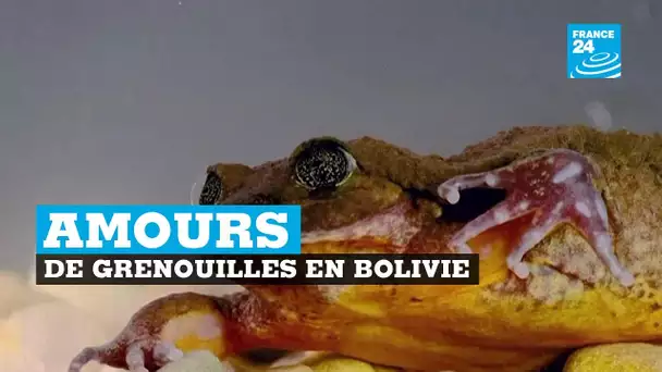 Bolivie, amours de grenouilles