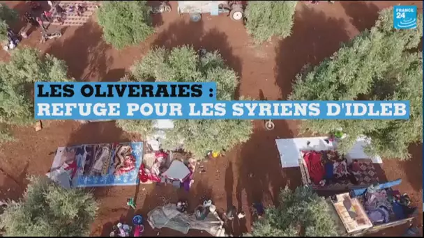 Sous l’ombre des oliviers, la population d’Idleb trouve refuge