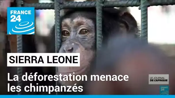 Sierra Leone : la déforestation menace les chimpanzés • FRANCE 24