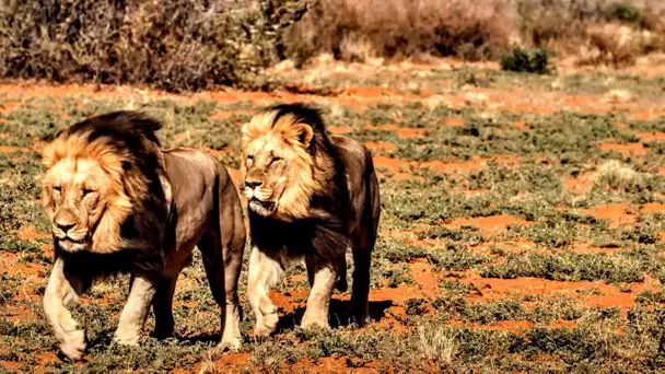 Quand le Kalahari revient à la vie