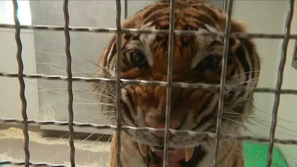 Des tigresses au zoo-refuge La Tanière à Nogent-le-Phaye en Eure-et-Loir