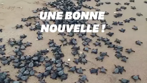 L’Inde se réjouit du nombre de bébés tortues nés sur cette plage