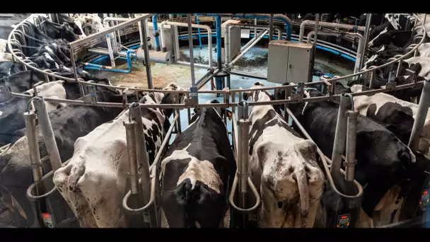 «Ce n'est plus tenable» : les producteurs de lait sous tension