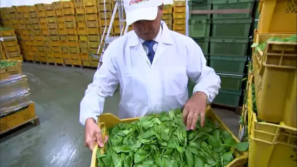 Italie : La contrefaçon, aussi dans la salade