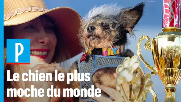 Voici le chien le plus moche du monde en 2019