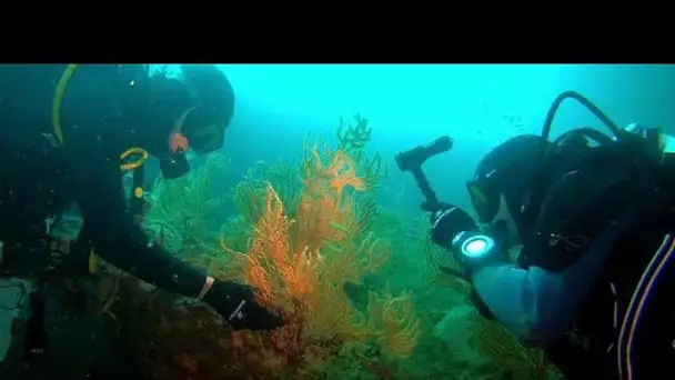 Les océans peuvent nous aider à lutter contre quelques-unes des pires menaces pour notre santé