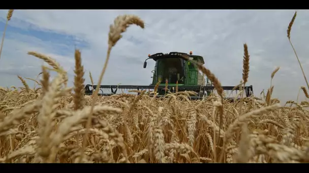 Ukraine : la Russie met fin à l'accord sur les céréales, quelles conséquences pour les pays du Sud ?