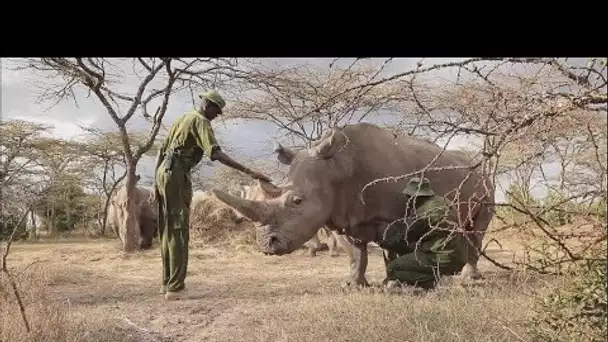 Kenya : la fertilisation in vitro, dernière chance de survie pour les rhinocéros blancs ?