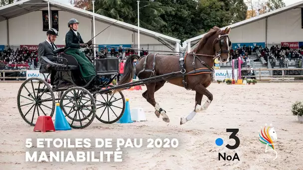 Épreuve de Maniabilité en Attelage - 5 étoiles de Pau 2020