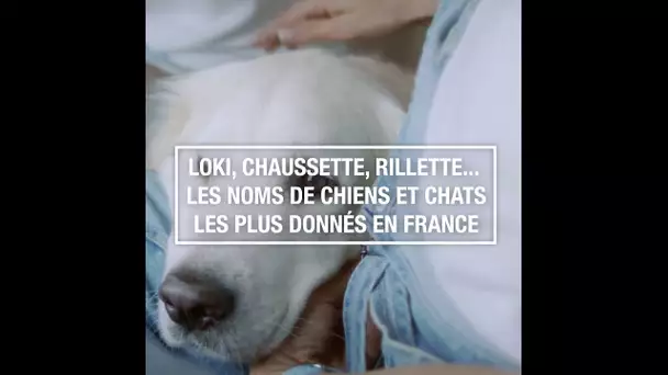 Loki, Chaussette, Rillette... Les noms de chiens et chats les plus donnés en France