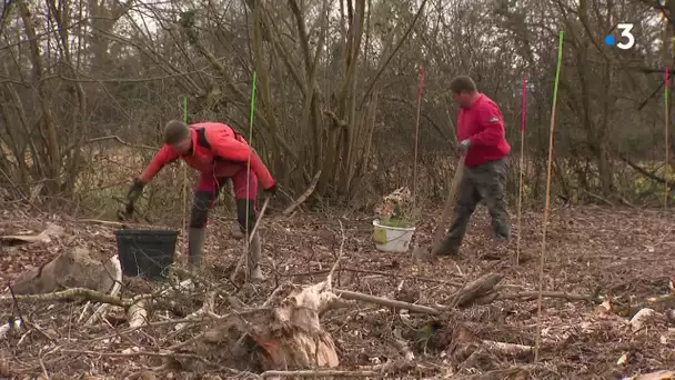 Environnement. Le mécénat au chevet des forêts (ex. dans l'Ain)