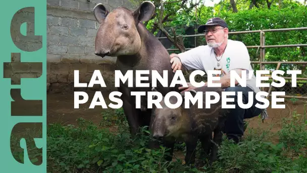 Le tapir, jardinier des forêts tropicales | GEO Reportage | ARTE Family