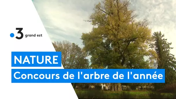 La Champagne-Ardenne présente au concours de l'arbre de l'année 2020