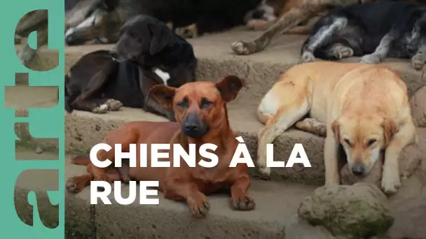 Au Costa Rica, un paradis pour les chiens abandonnés | GEO Reportage | ARTE Family