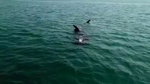 Des requins pèlerins aperçus dans la rade de Brest