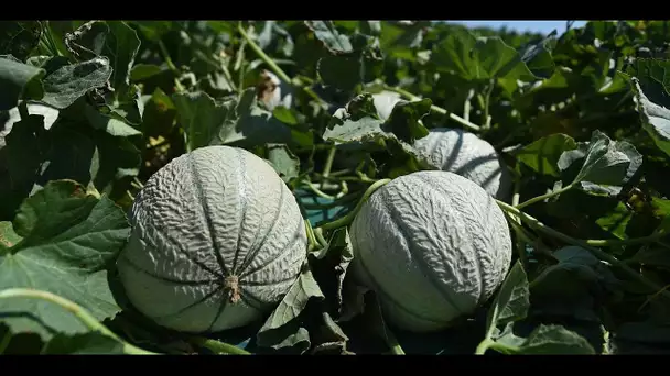 Le melon alsacien fait son entrée dans les supermarchés