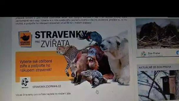 À Prague, le zoo met les internautes à contribution pour nourrir les animaux