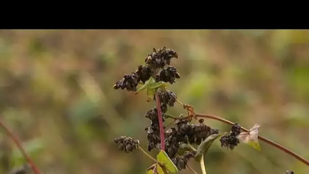 Carte blanche au blé noir en Bretagne