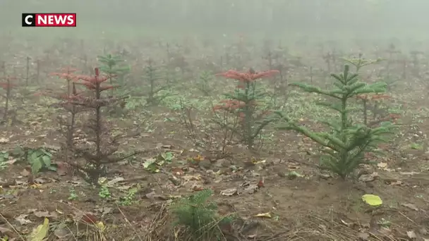 Réchauffement climatique : les sapins menacés