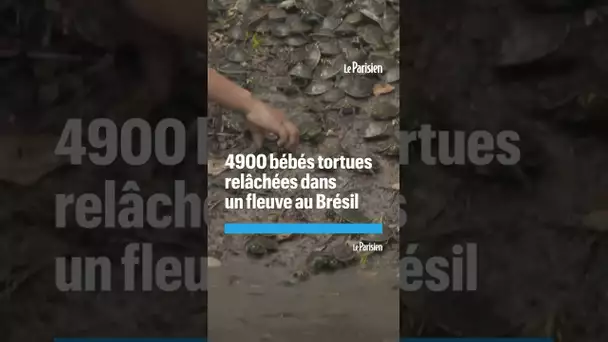 4900 bébés tortues relâchées dans un fleuve de la région amazonienne