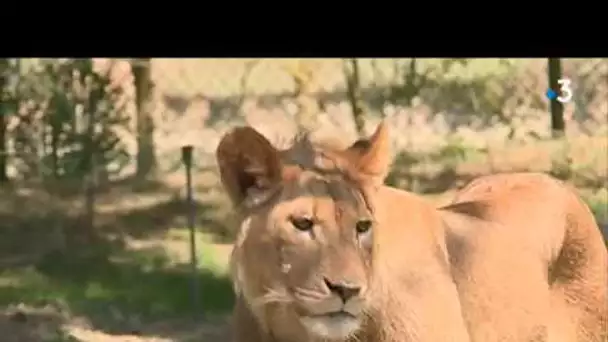 Les nouveaux lions prennent leurs marques au zoo de Plaisance-du-Touch