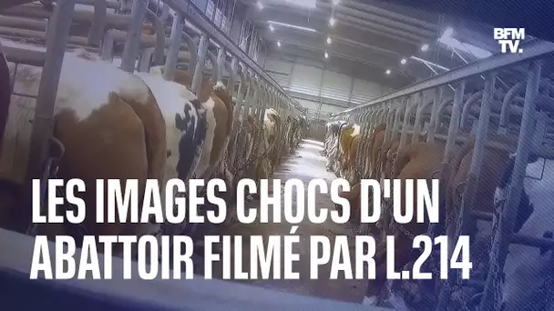 Dans une nouvelle vidéo, L214 dénonce les pratiques d’un abattoir en Saône-et-Loire