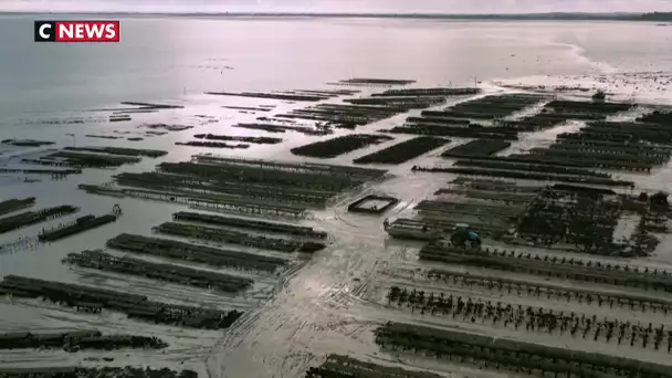 Dans les parcs à huîtres de Cancale, c'est l'effervescence à l'approche des fêtes