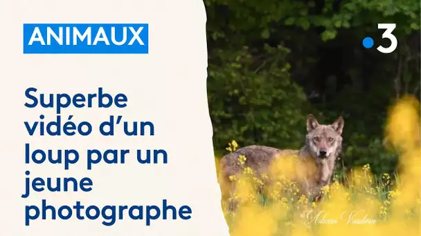 Le loup et le photographe