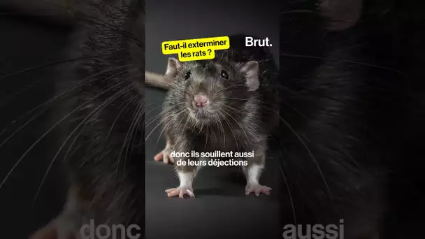 Faut-il exterminer les rats ?