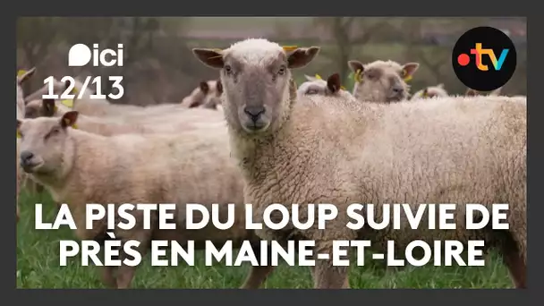 La piste du loup suivie de près en Maine-et-Loire