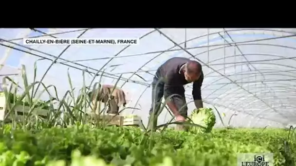 Le Covid-19 met l’agriculture européenne sous tension (1/2)