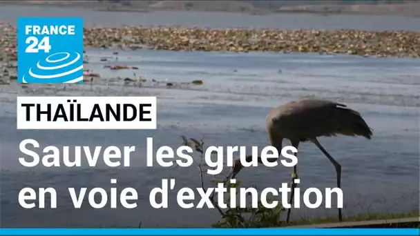 La Thaïlande réintroduit les grues Antigone, en voie de disparition • FRANCE 24