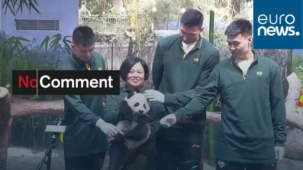 Le zoo de Chimelong, au sud de la Chine, fête les 100 jours de son panda géant