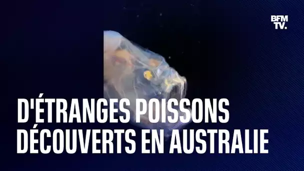 Des poissons terrifiants découverts dans les fonds marins australiens