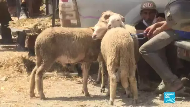 Aïd el-Kebir au Maroc : les éleveurs de moutons ne sont pas à la fête