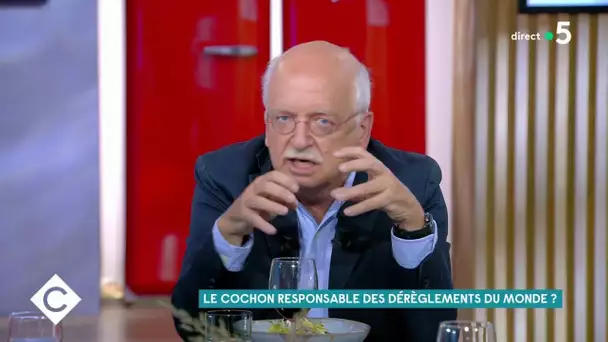 Le cochon au coeur des pays du vivant - C à Vous - 17/09/2020