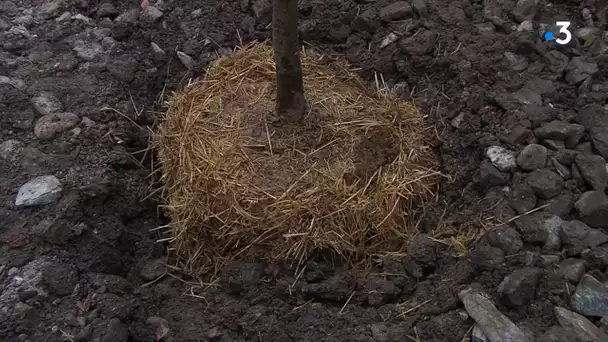 Grenoble : début de la campagne de plantation d'arbres, plus de 800 vont être mis en terre