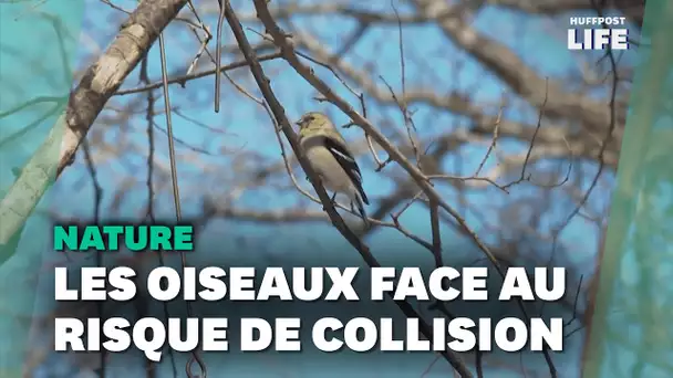 Pour les oiseaux migrateurs, les villes se révèlent être un danger