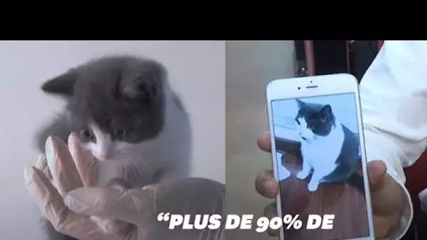 En Chine, il est possible de cloner son chat disparu