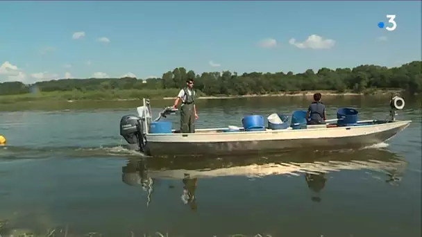 Bréhémont : 'La cabane à matelot' de Romain Gadais, pêcheur professionnel de Loire