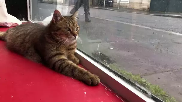 À Tours, le premier bar à chats de la région a ouvert ses portes