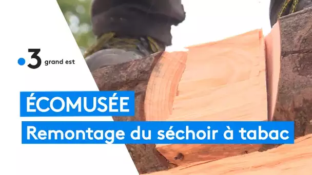 Alsace : le séchoir à tabac de Lipsheim en cours de remontage à l'Ecomusée, une première en France