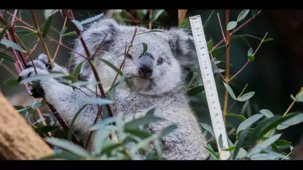 Australie : pourquoi les koalas sont si fragiles en cas d'incendie